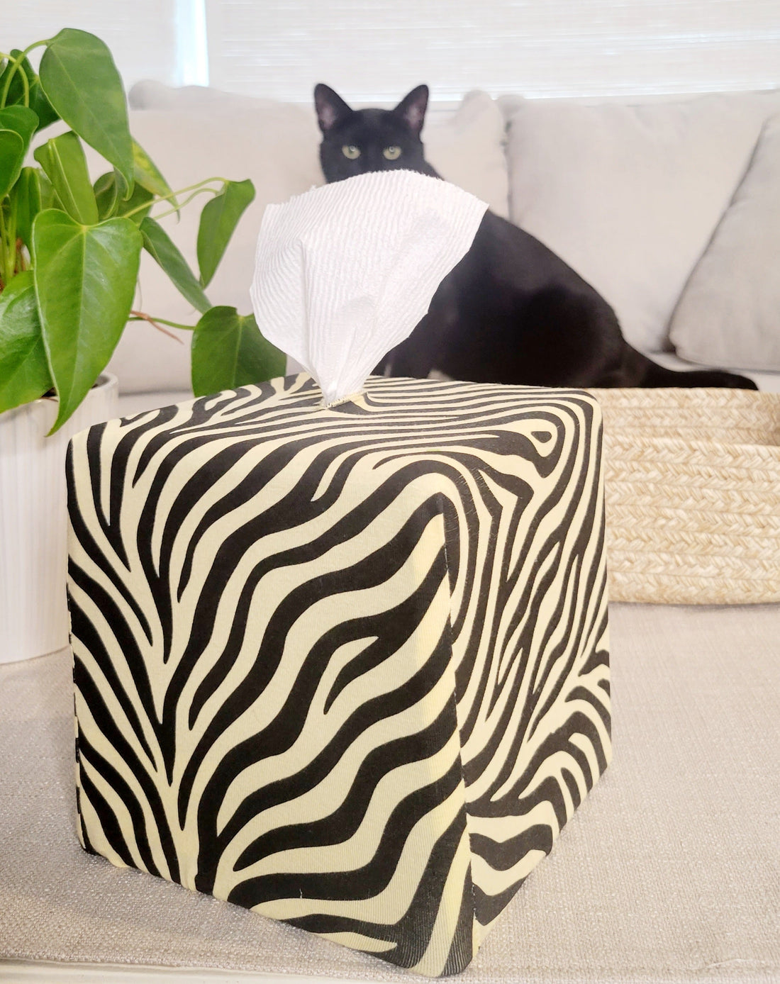 Merlin the cat with Zebra Zen AchooBox